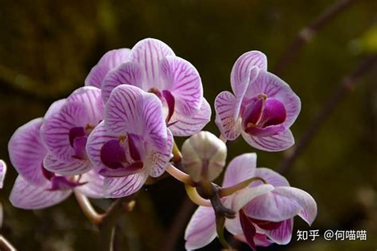 蝴蝶兰营养肥可以别的花使用