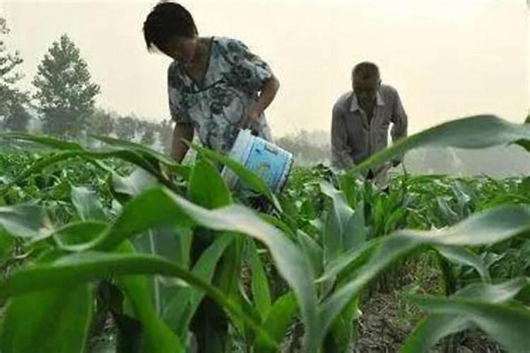 杨梅膨果肥用什么肥最好(杨梅膨果期施什么肥料又大又甜)