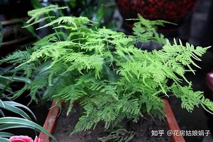 文竹施什么肥变得翠绿 附养殖方法和注意事项