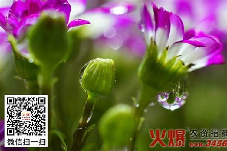 具有开发远景的花卉专用肥料有哪些？