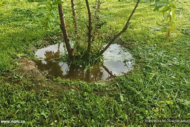 叶面肥温度高多少温度打最合适