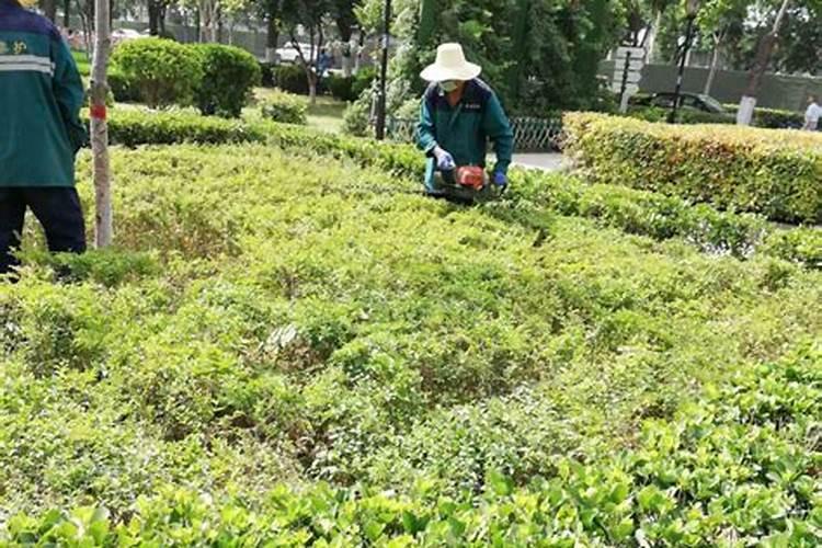 如何做好园林绿化养护工作？