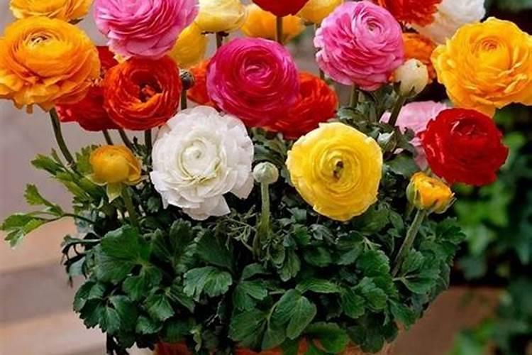 洋牡丹盆栽能养几年