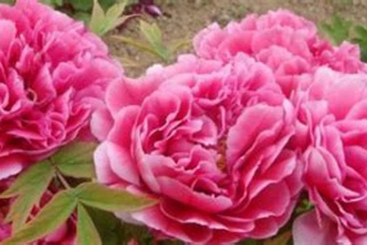 洋牡丹盆栽能养几年