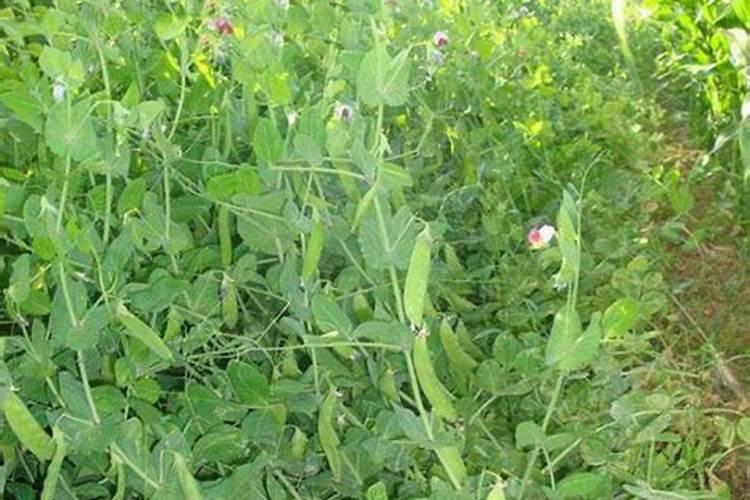 松花菜松花菜栽培技术
