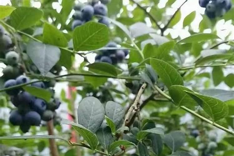 我刚种下的蓝莓要怎样施肥