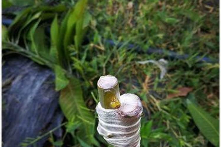 芒果树的灌水及施肥技术