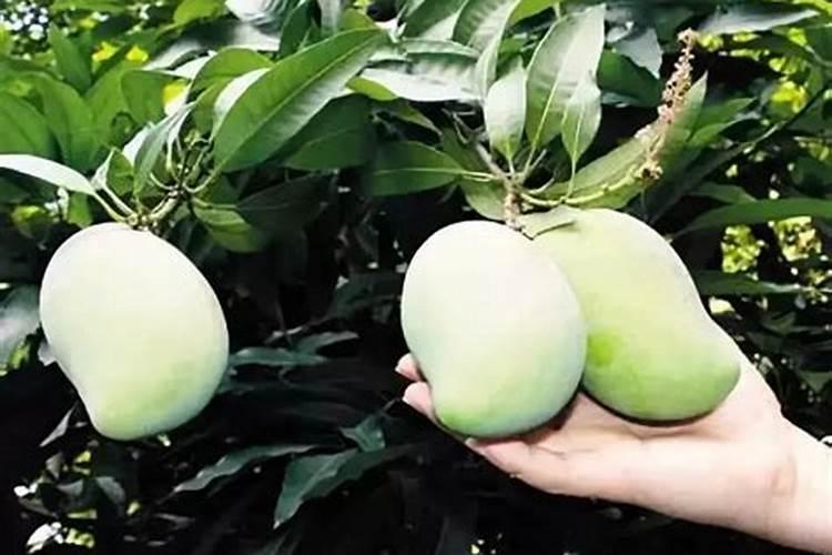 芒果嫁接苗养护管理方法