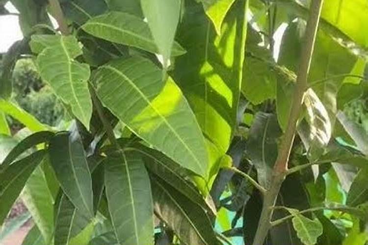 芒果可以生草栽培吗？