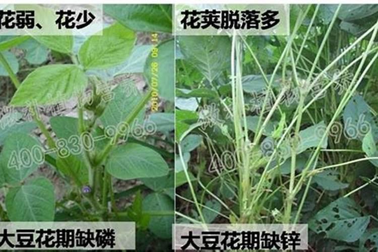 大田作物开春补钙很重要,原因是什么呢？