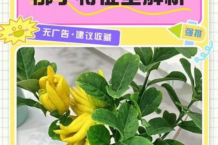 招财佛手的养殖方法和注意事项