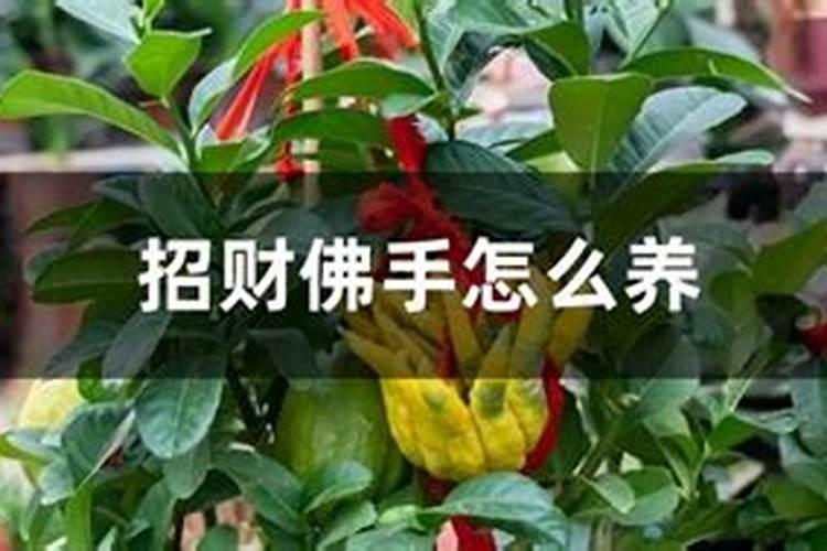 招财佛手的养殖方法和注意事项