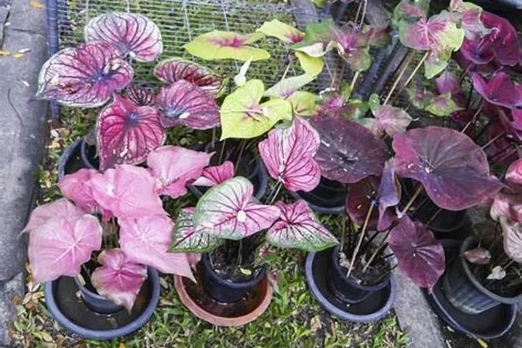 豌豆如何施肥才能高产