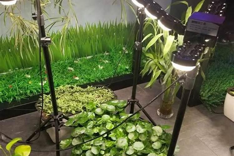 水池里面有绿藻怎么消除它