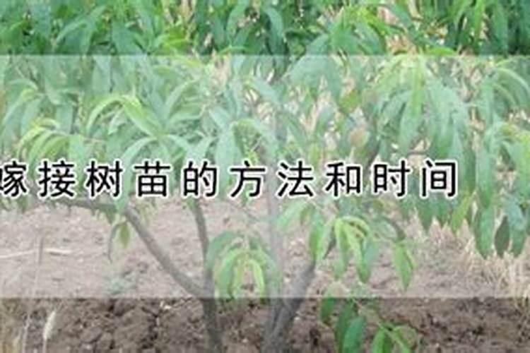 西瓜嫁接苗种下多久可以施肥？