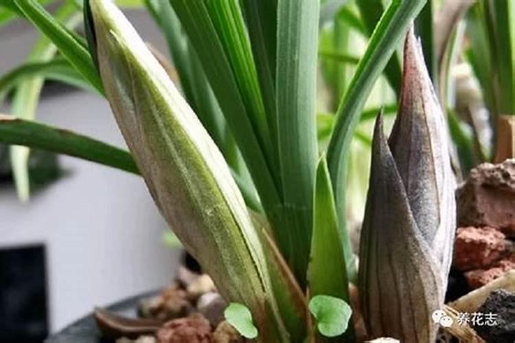 兰花什么季节可施肥？