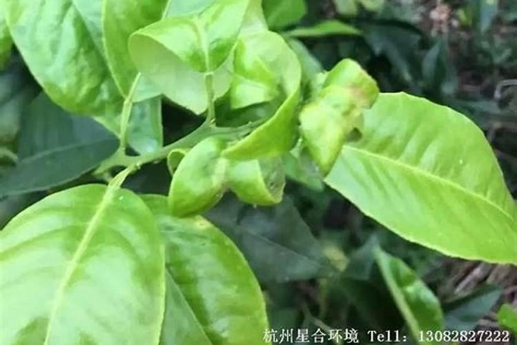 三角梅肥料过多叶子卷怎么办