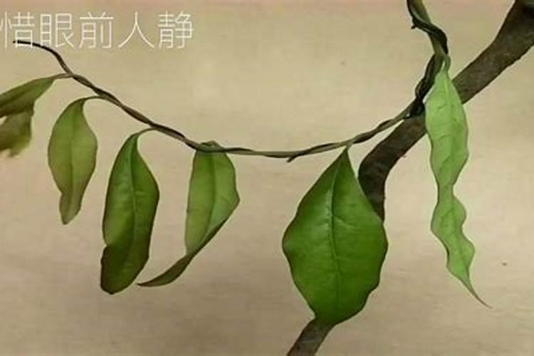 三角梅肥料过多叶子卷怎么办