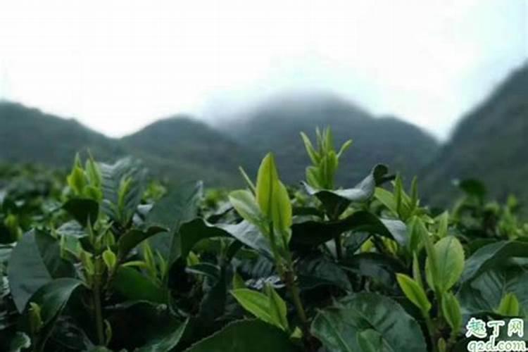 茶树用什么肥料长得快,茶树种植几年可以采摘
