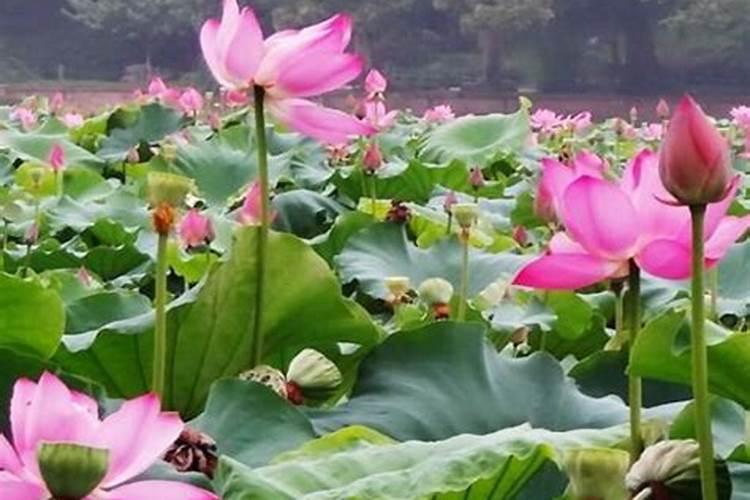 荷花怎么种植？？