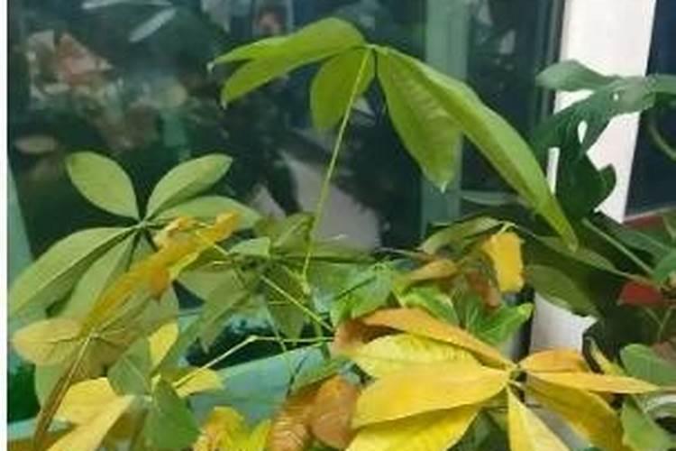 如何给发财树施氮肥