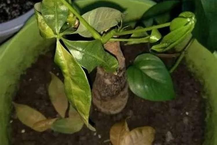 发财树浇什么肥料可枝叶旺盛