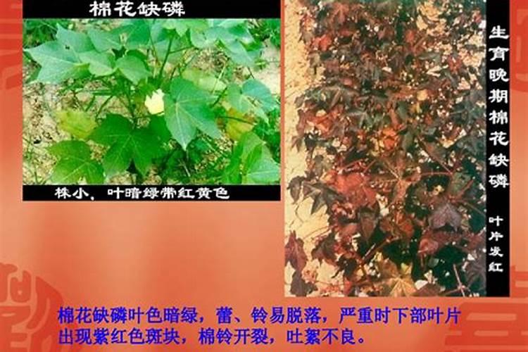 什么是磷肥？磷肥的主要作用有哪些？