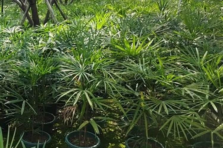 缺氮的植物有什么症状