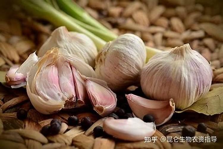 大蒜打什么药才粗壮