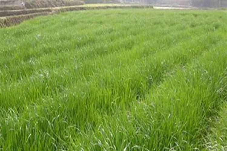 育的花菜白菜包菜苗出土后多少天可打点叶面肥？