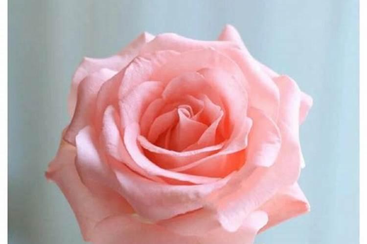 玫瑰花养殖方法