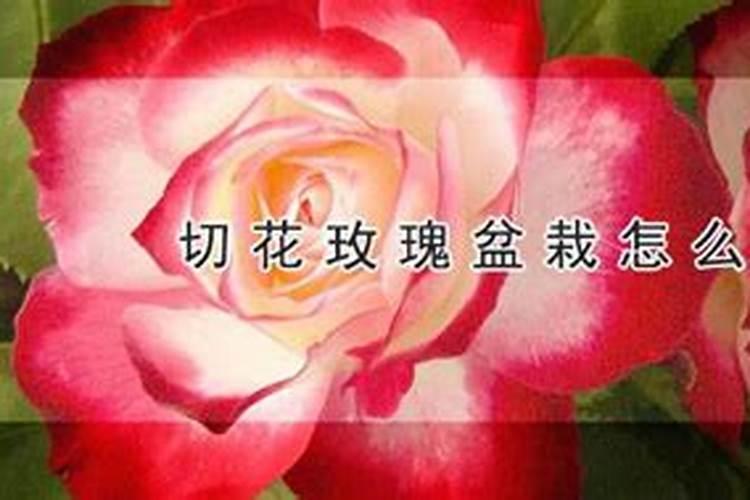 玫瑰施肥方法,用什么肥好