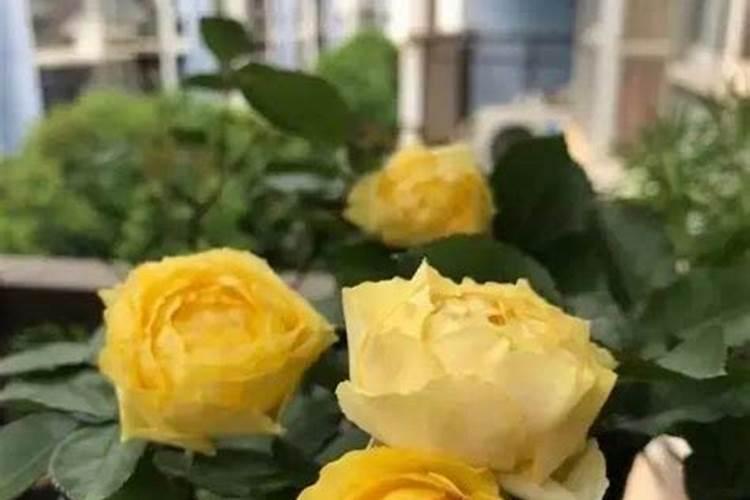 芦荟能养多久 芦草的存活期是多久