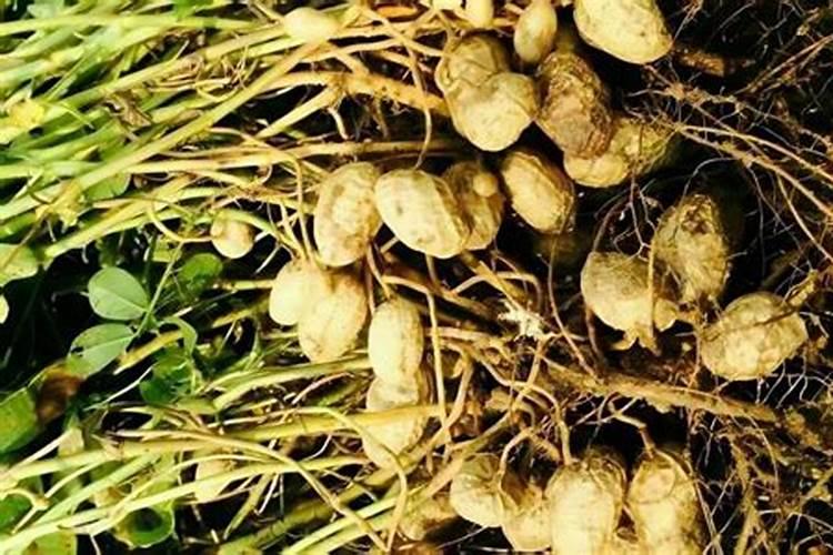 种植花生需要什么肥料 种植花生用什么肥料