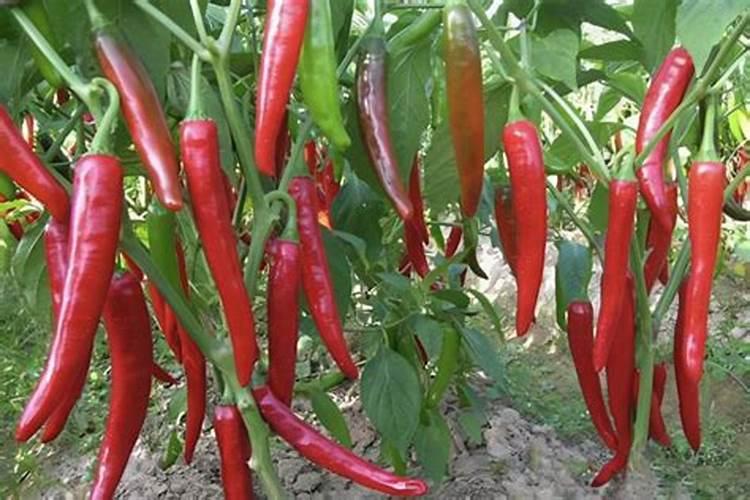 辣椒生长期间最不能用的三种肥料是哪些