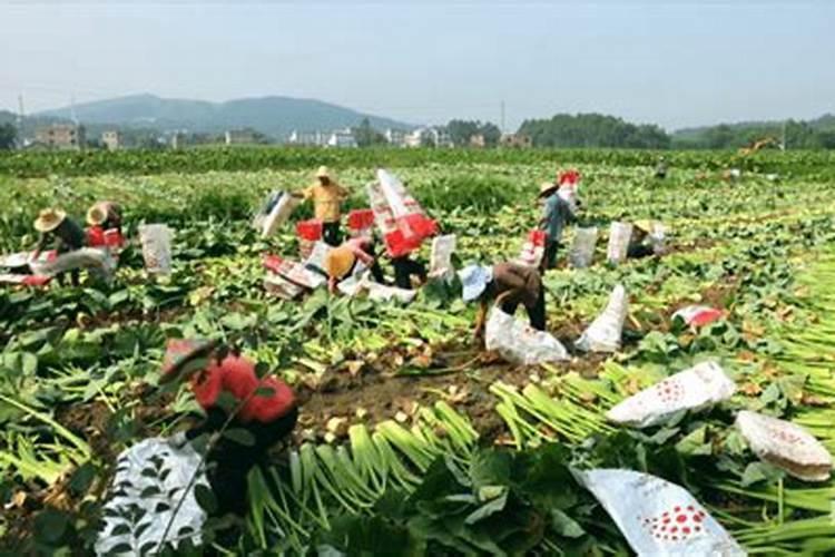 香芋进入中期还可以下肥吗？