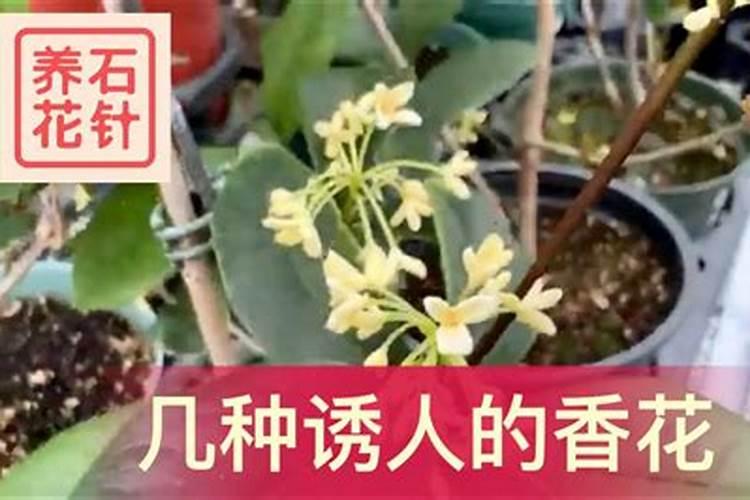 怎样找浇灌茉莉花的肥料？