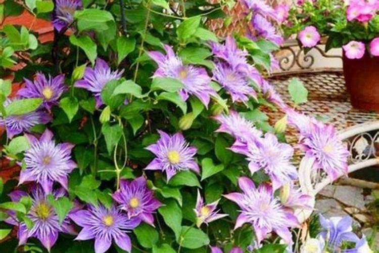 铁线莲夏天怎么养护