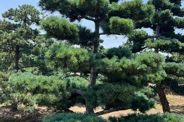 五针松需要什么肥料