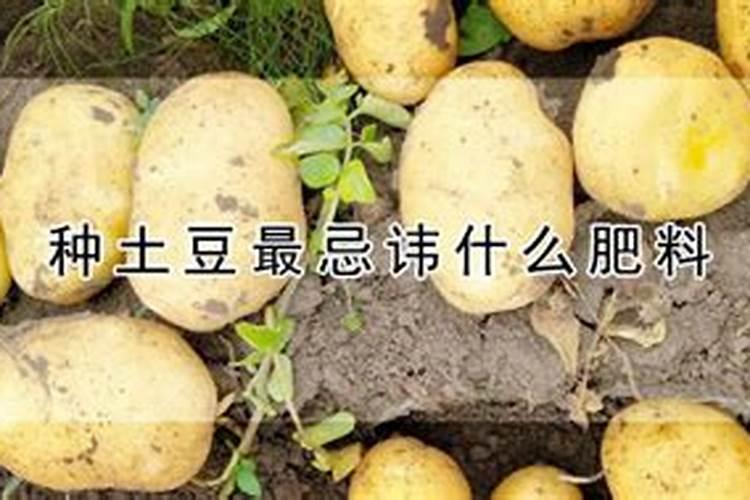 土豆水溶肥的使用方法 有哪些好处