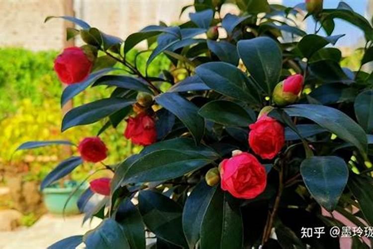 韭菜施肥用什么肥料最好