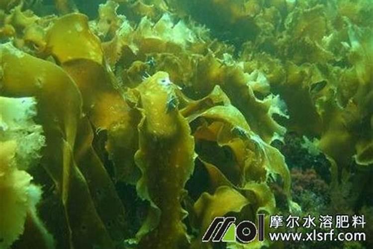 玉米用什么肥料好