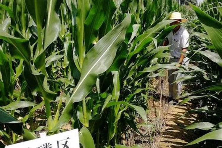 。玉米脱肥打液态氮可以吗？