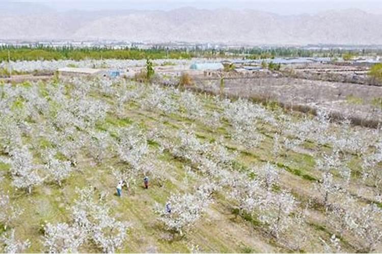 保花保果用什么药最好