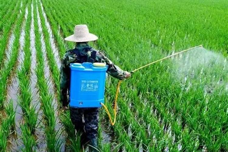 水稻施钾肥后可以马上喷药吗？