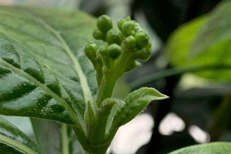 杨梅幼果期可喷磷酸二氢钾吗？