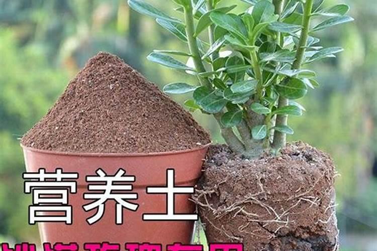 新移栽的桂花树多久浇一次水