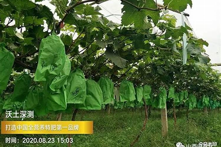 磷酸二氢钾在阳光玫瑰葡萄早期叶面喷雾用量