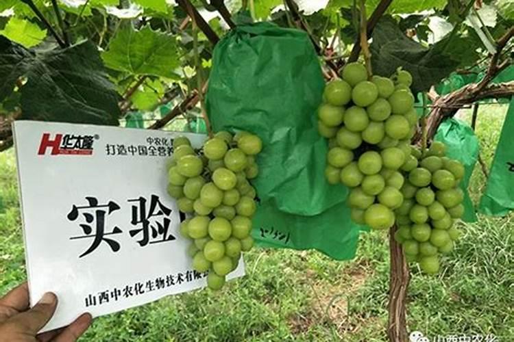 阳光玫瑰无核处理配方