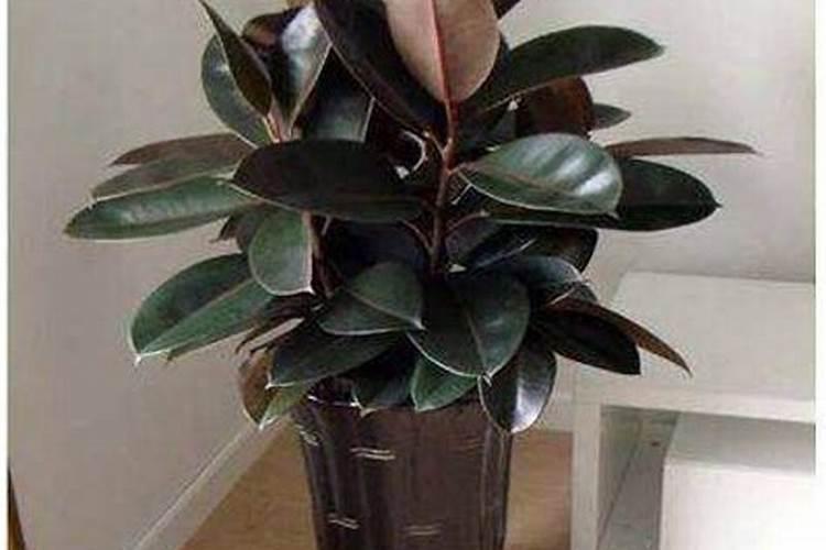 观叶植物用什么叶面肥怎么施？